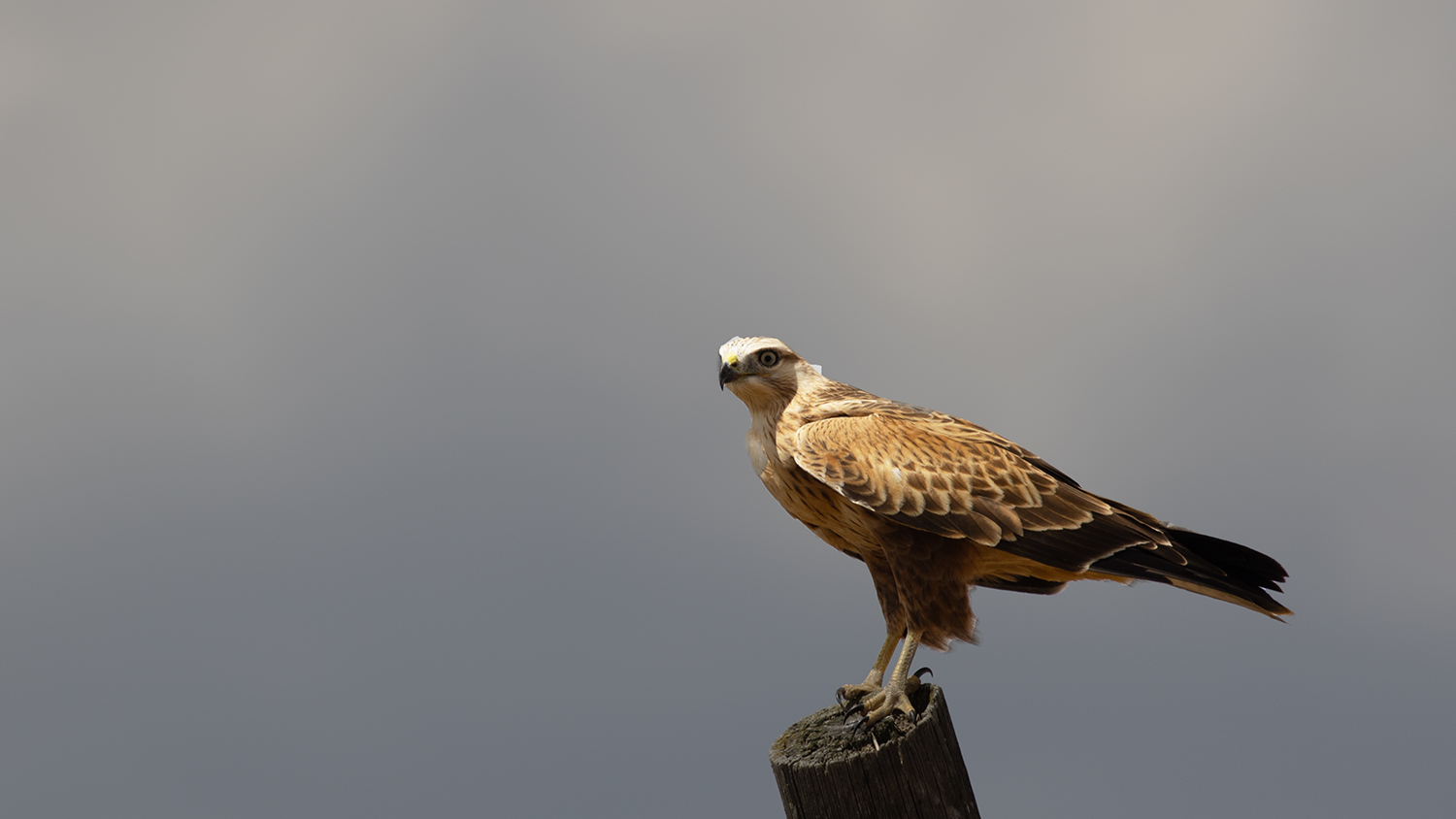 Long-legged Buzzard